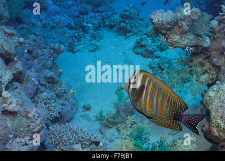 Rotes Meer Segelkärpflinge Tang oder Desjardins Segelkärpflinge Tang (Zebrasoma Desjardinii), Acanthuridae, Sharm el Sheikh, Rotes Meer, Ägypten Stockfoto