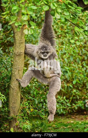 Silbrig Gibbon (Hylobates Moloch) mit einem Neugeborenen. Die silbrige Gibbon zählt zu den am meisten bedrohten Arten. Stockfoto