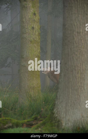 Rothirsch / Rothirsch ( Cervus elaphus ), der zwischen Bäumen brüllt, inmitten eines trüben, dunklen, mystischen Nadelwaldes, Europa. Stockfoto