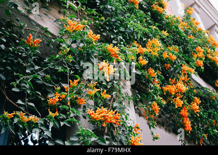 Xiamen, China - Nahaufnahme von einem europäischen Stil Gebäude in Kulangsu Insel mit vielen schönen Campsis Grandiflora. Stockfoto