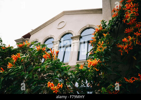 Xiamen, China - Nahaufnahme von einem europäischen Stil Gebäude in Kulangsu Insel mit vielen schönen Campsis Grandiflora. Stockfoto