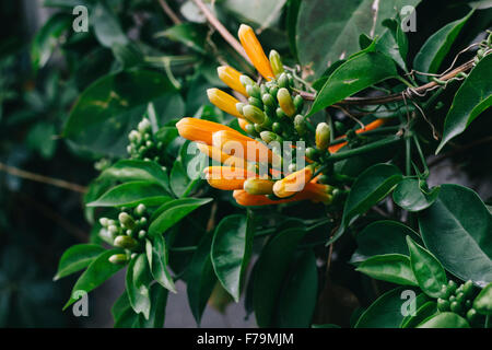 Kulangsu Insel, Xiamen, China - Nahaufnahme von der schönen Campsis Grandiflora. Stockfoto