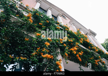 Xiamen, China - Nahaufnahme von einem europäischen Stil Gebäude in Kulangsu Insel mit vielen schönen Campsis Grandiflora. Stockfoto