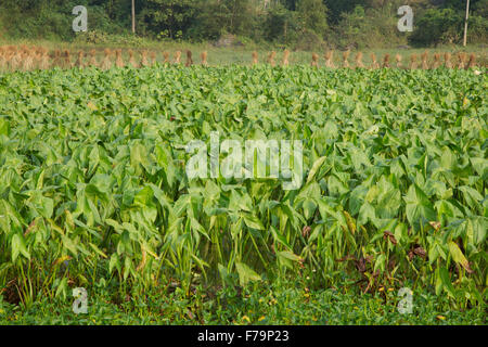 Taro-Felder Guilin Region Guangxi, China LA008197 Stockfoto