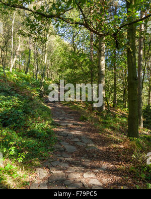 Stein weg durch Bäume im Herbst Sonnenlicht. Alten Wald in Padley Schlucht, Derbyshire, Peak District National Park, England, Großbritannien Stockfoto