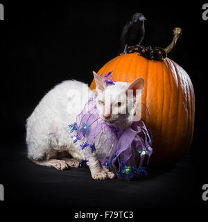 Cornish Rex-Katze an Halloween. Stockfoto