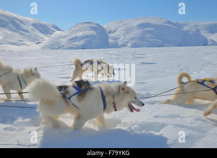 Hundeschlittenfahren Reise im kalten verschneiten winter Stockfoto