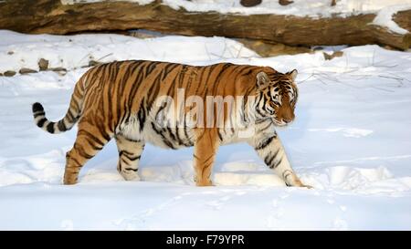 Amur (Ussuri) Tiger geht auf tief verschneiten Spuren Stockfoto