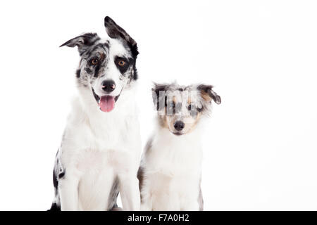 Glücklicher Hund fotografiert im Studio auf weißem Hintergrund Stockfoto