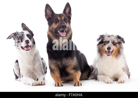 Glücklicher Hund fotografiert im Studio auf weißem Hintergrund Stockfoto