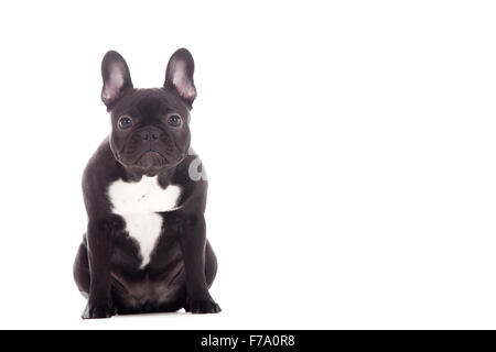 Glücklicher Hund fotografiert im Studio auf weißem Hintergrund Stockfoto