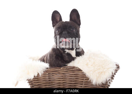 Glücklicher Hund fotografiert im Studio auf weißem Hintergrund Stockfoto