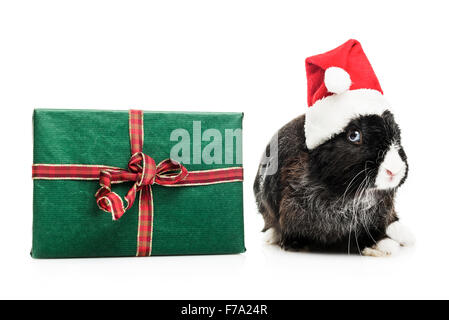 Häschen mit Weihnachtsmütze auf weißem Hintergrund Stockfoto