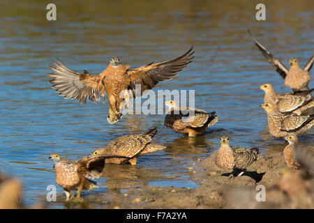 Burchell Sandgrouse (Pterocles Burchelli) Landung an einer Wasserstelle Stockfoto