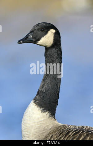 Kanada-Gans - Branta canadensis Stockfoto