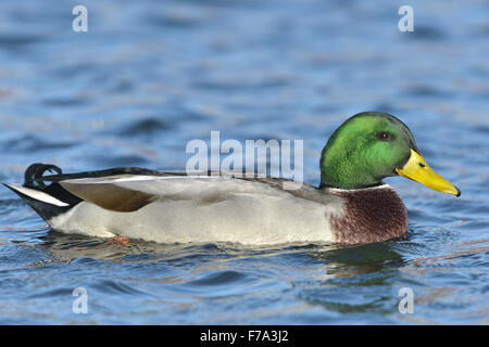 Stockente - Anas Platyrhynchos - Männlich Stockfoto