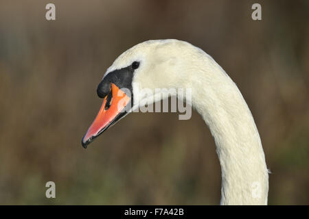 Höckerschwan - Cygnus olor Stockfoto