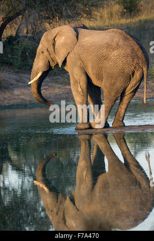 Ein einsamer Elefant stehend auf einer kleinen Insel in der Mitte ein Wasserloch Stockfoto