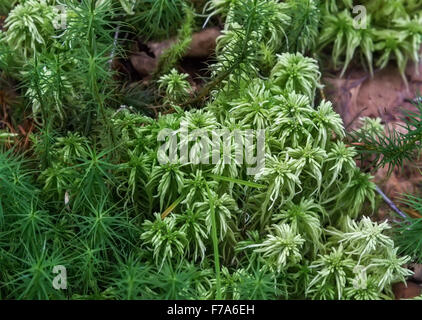 Grünes Moos Sphagnum Stockfoto