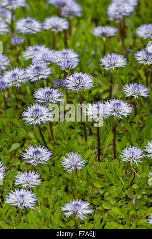 Herz-Blatt Globe Daisy, Herz-leaved Globe Daisy, Herzblättrige Kugelblume, Herzblatt-Kugelblume, Globularia cordifolia Stockfoto