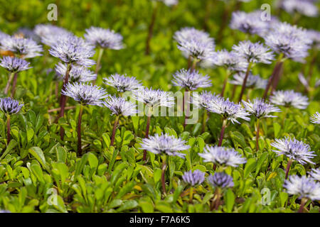 Herz-Blatt Globe Daisy, Herz-leaved Globe Daisy, Herzblättrige Kugelblume, Herzblatt-Kugelblume, Globularia cordifolia Stockfoto