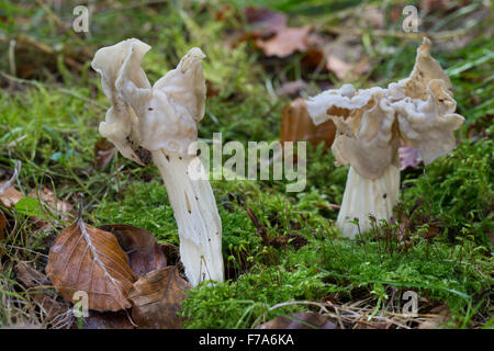 Weißer Sattel, Elfin Saddle, gemeinsame Helvel, Herbst-Lorchel, Herbstlorchel, Krause Lorchel, Helvella Crispa, Helvella pithyophila Stockfoto