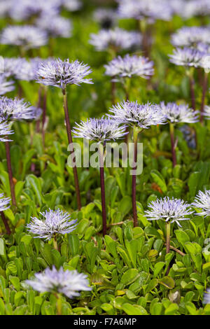 Herz-Blatt Globe Daisy, Herz-leaved Globe Daisy, Herzblättrige Kugelblume, Herzblatt-Kugelblume, Globularia cordifolia Stockfoto