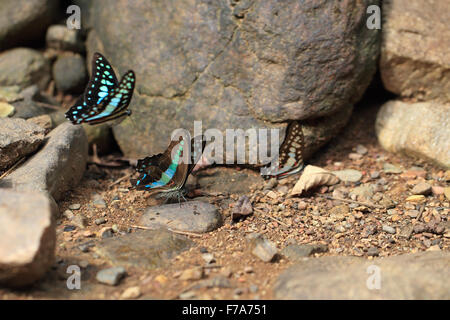 Gemeinsame Zusammenarbeit (Graphium Sarpedon) Stockfoto