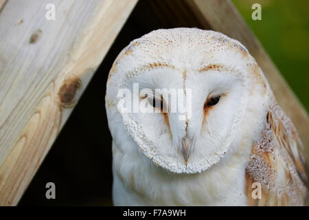 Eine Nahaufnahme von einer Schleiereule, Tyto Alba in die Kamera schaut, Stockfoto