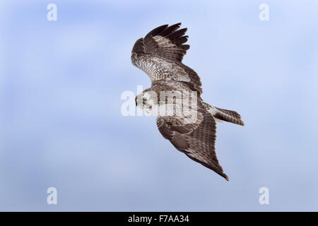 Mäusebussard (Buteo Buteo) im Flug, Biosphäre Bereich Schwäbischen Alb, Baden-Württemberg, Deutschland Stockfoto