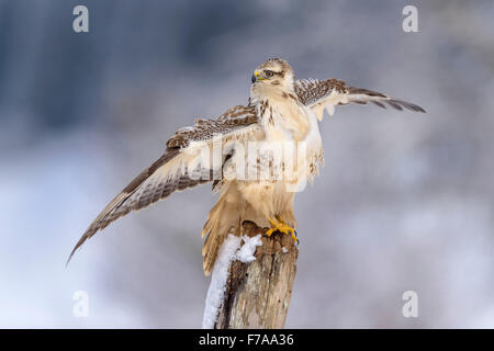 Mäusebussard (Buteo Buteo), sitzt auf einer alten Beteiligung in Verteidigungsstellung, Biosphäre Bereich Schwäbischen Alb, Baden-Württemberg Stockfoto