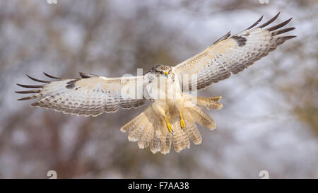 Mäusebussard (Buteo Buteo) im Flug, Biosphäre Bereich Schwäbischen Alb, Baden-Württemberg, Deutschland Stockfoto