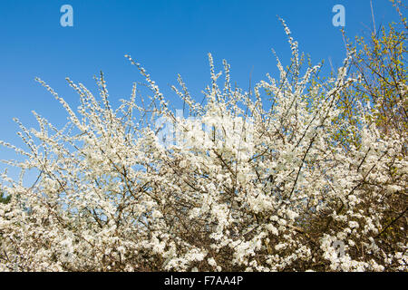 Schlehe (Prunus Spinosa), weiße Blüten, Niedersachsen Stockfoto