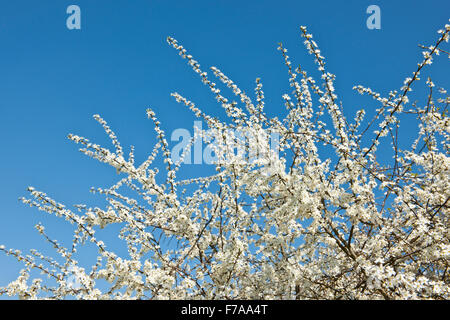 Schlehe (Prunus Spinosa), weiße Blüten, Niedersachsen Stockfoto