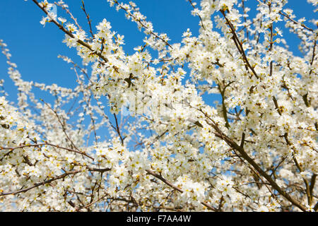 Schlehe (Prunus Spinosa), weiße Blüten, Niedersachsen Stockfoto