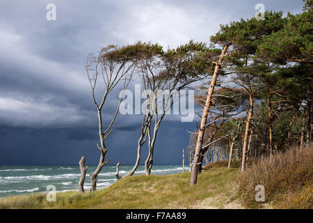 Dunkle Wolken am Weststrand Strand Darß Wald an Ostsee, Born am Darß, Fischland-Darß-Zingst, Western Pomerania Lagune Stockfoto