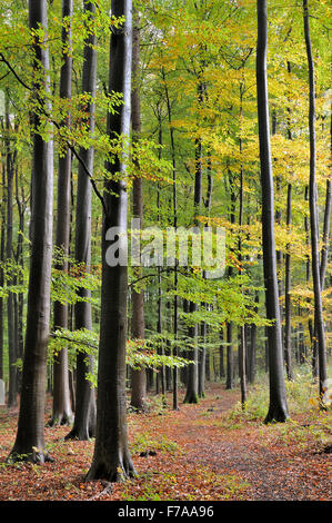 Wanderweg im Buchenwald, Rotbuchen (Fagus Sylvatica) im Herbst, North Rhine-Westphalia, Deutschland Stockfoto