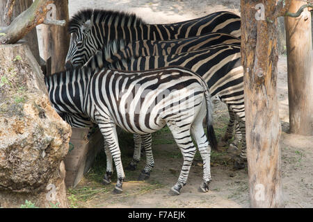 gestreifte Zebras Essen von den Futtertrog mit dem Jäger zubereitet Stockfoto