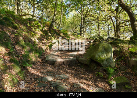 Ein Weg durch den alten Wald. Bäume im Herbst, padley Schlucht, Derbyshire, Peak District, England, Großbritannien Stockfoto