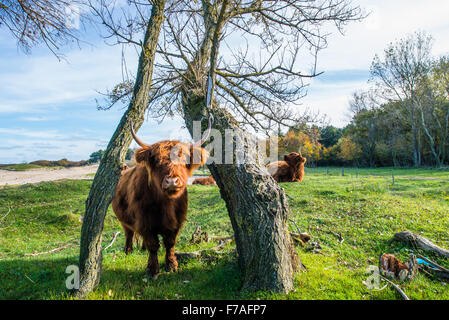 Neugierige schottische Highlander in der Versorgung Dünen zwischen Heemskerk und Castricum die Niederlande Stockfoto