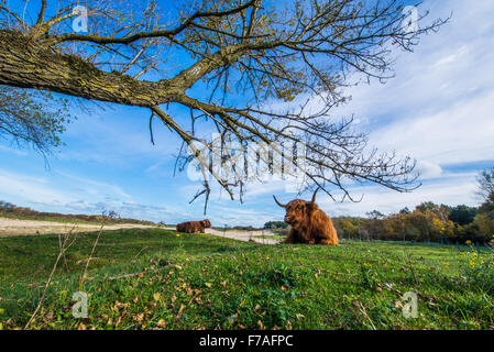 Neugierige schottische Highlander in der Versorgung Dünen zwischen Heemskerk und Castricum die Niederlande Stockfoto