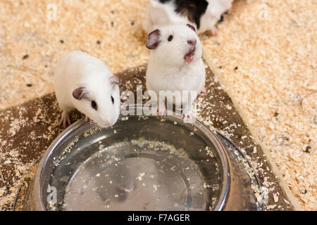 Zwei Meerschweinchen trinken Wasser aus einer Schüssel Stockfoto