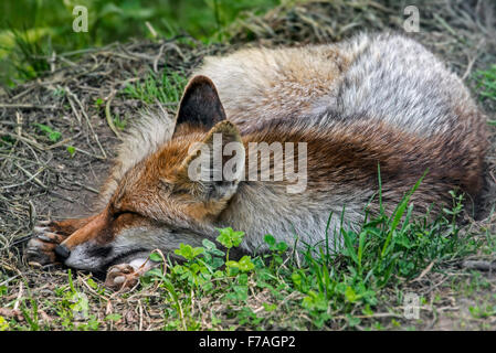 Nahaufnahme von Rotfuchs, die zusammengerollt schlafen (Vulpes Vulpes) Stockfoto