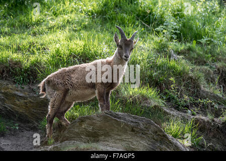 Juvenile Alpensteinbock (Capra Ibex) in den Alpen Stockfoto