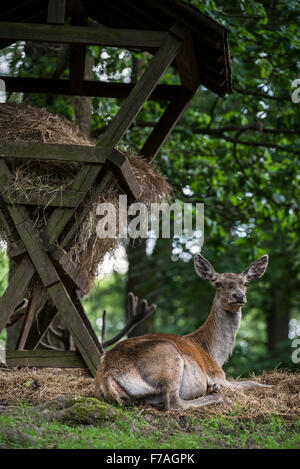 Red Deer Hind (Cervus Elaphus) ruht in der Nähe von Krippe gefüllt mit Heu im Wald Stockfoto