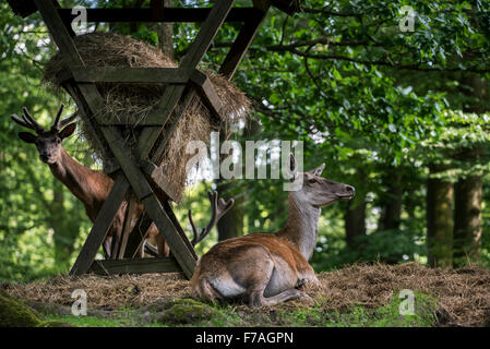 Hind Rothirsch (Cervus Elaphus) und Hirsche ruht in der Nähe von Krippe gefüllt mit Heu im Wald Stockfoto