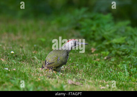 Europäische Grünspecht (Picus Viridis) Weibchen auf der Suche nach Ameisen im Grünland Stockfoto