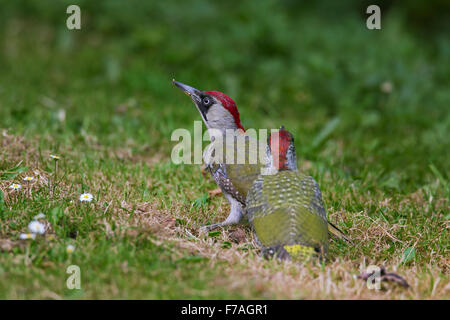 Europäische Grünspecht (Picus Viridis) weibliche mit Jugendlichen auf der Suche nach Ameisen im Grünland Stockfoto