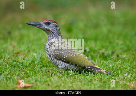 Europäische Grünspecht (Picus Viridis) juvenile Nahrungssuche in Grünland Stockfoto