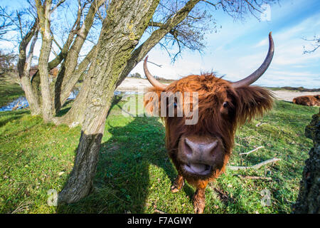 Neugierige schottische Highlander in der Versorgung Dünen zwischen Heemskerk und Castricum die Niederlande Stockfoto